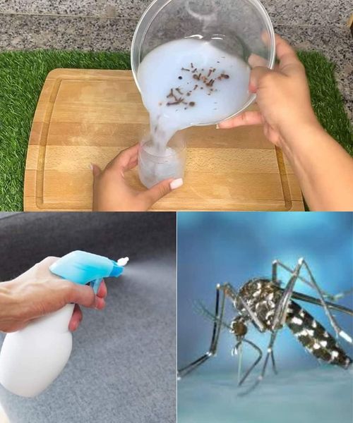 Repelente Natural com Cravo: Afaste os Mosquitos com Eficácia